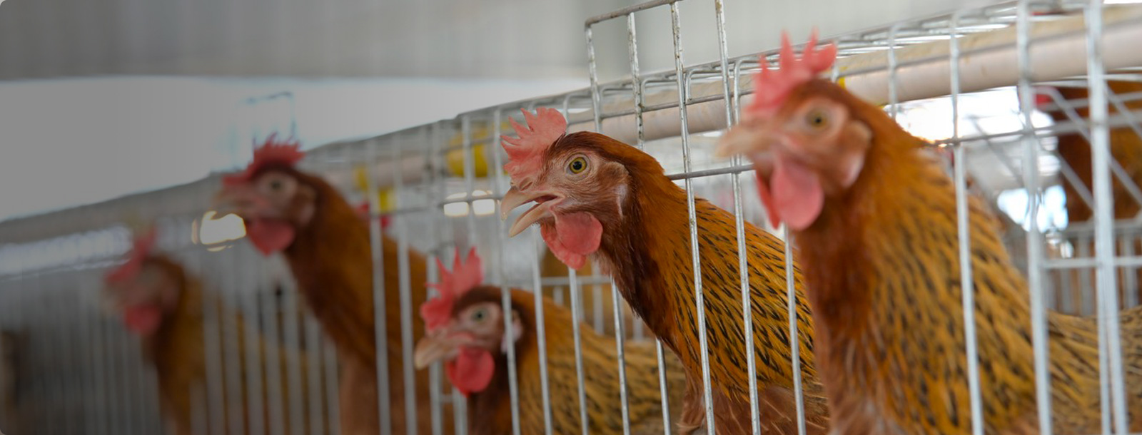 清洁健全养殖模式，助力家禽出产效益的提升