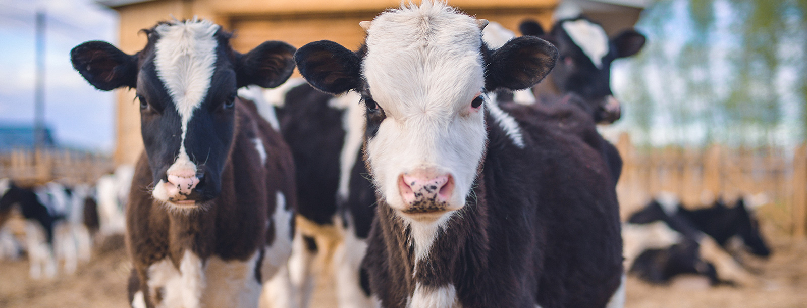 为反刍动物提供不变的氮源供给